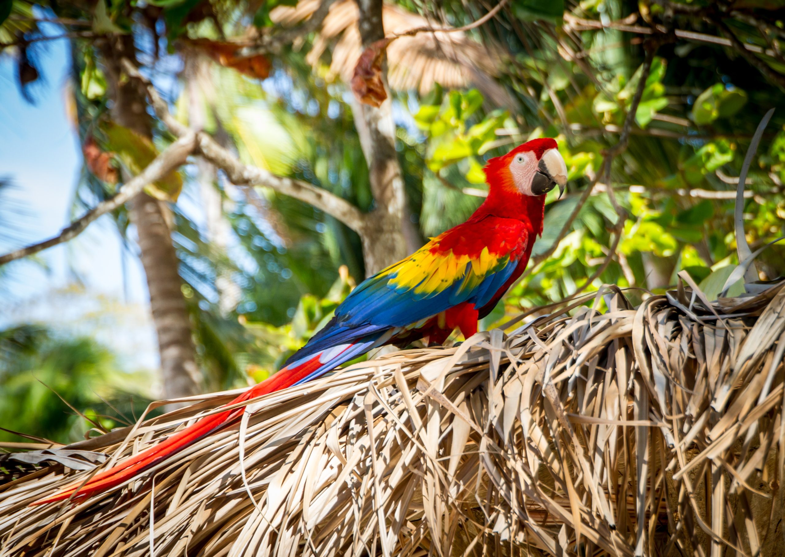 9-beautiful-birds-of-costa-rica-fun-facts