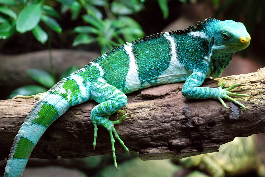 fijian-crested-iguana