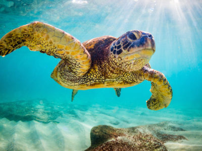 turtle-under-blue-ocean