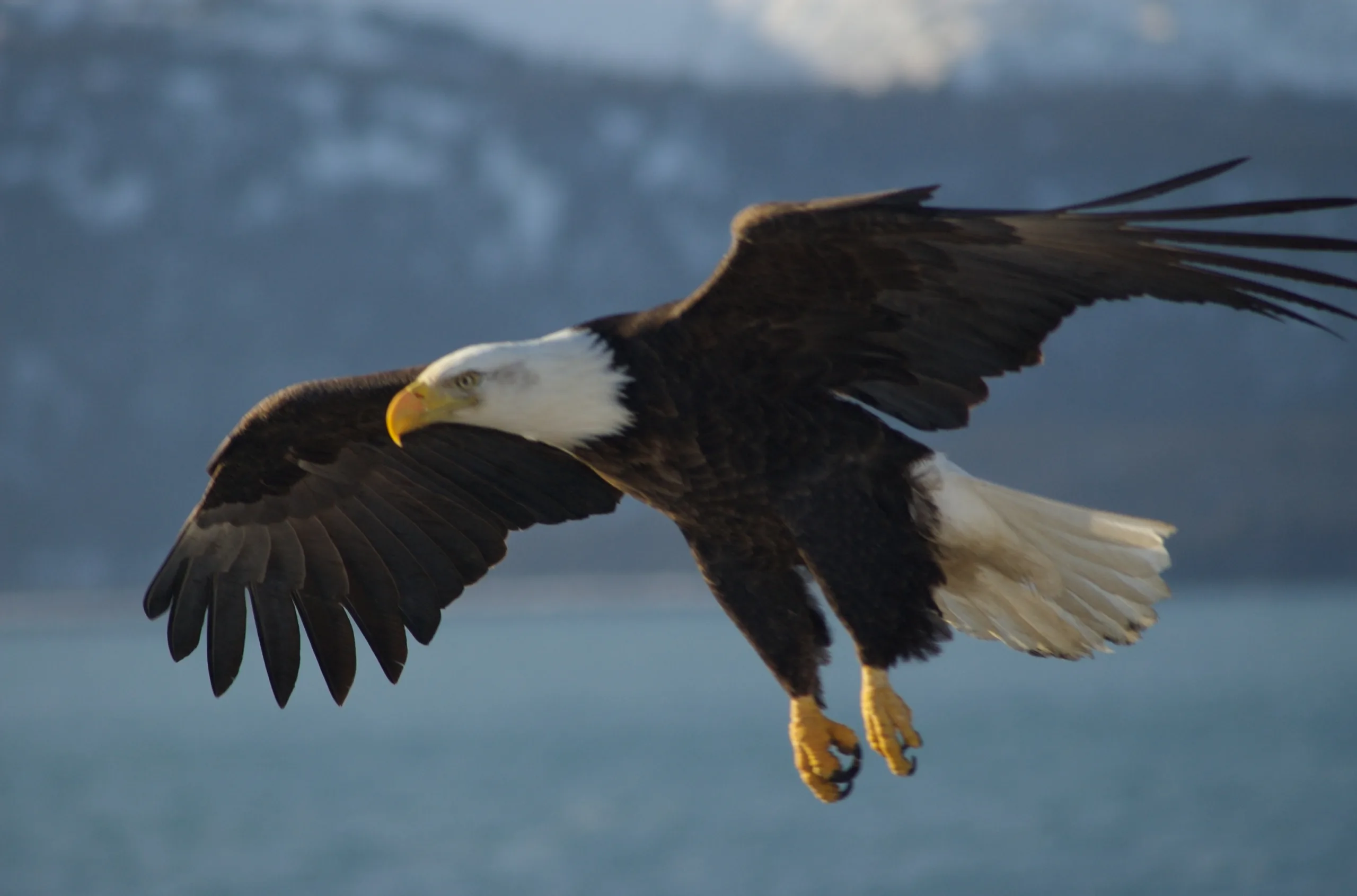 Bald-Eagle-Alaska