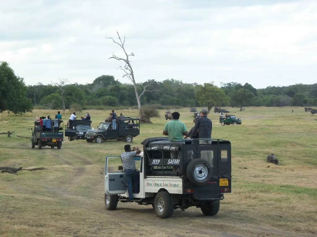 Elephants and other wildlife at Minneriya National Park during a safari, with lush greenery and a clear sky in the background.